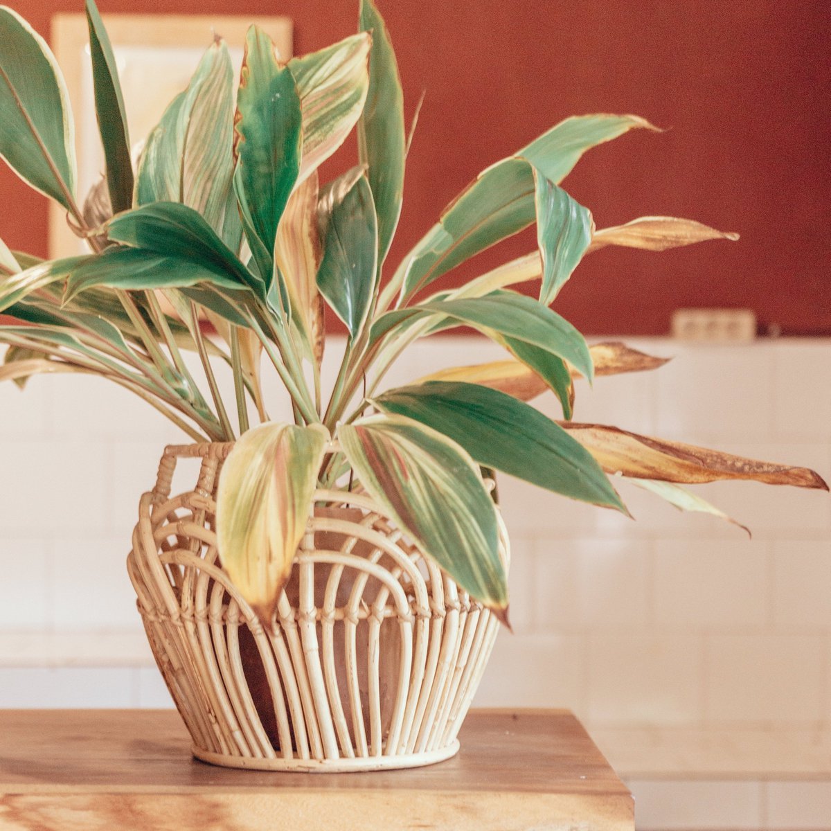 Plantenmand van rotan met daarin een plant